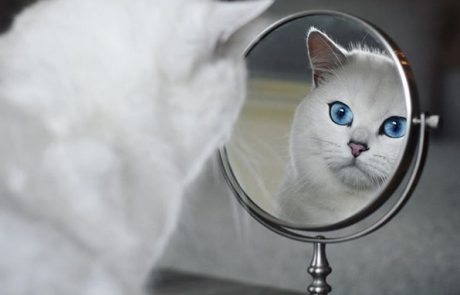 Spoznajte mačka, ki s svojimi očmi osvaja svet