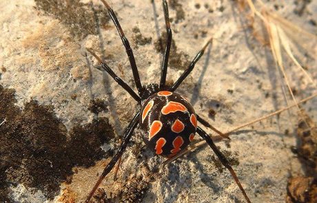 7 zanimivosti o najbolj strupenem pajku jadranske obale