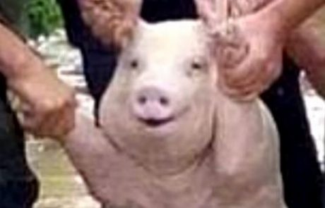 FOTO: Uspešnica na spletu: svinja, ki se med reševanjem nasmeje