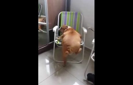 Debelušni kuža poskuša zlesti na stol (video)