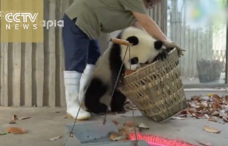 Delo z malimi pandami ni niti približno tako zabavno, kot se morda zdi (video)