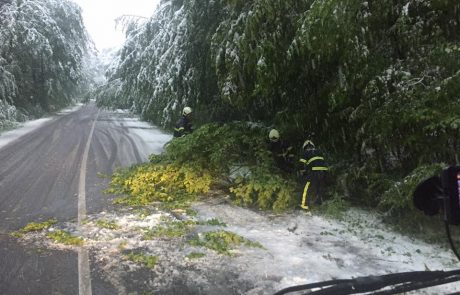 Sneg za sabo pustil veliko škode na trti, drevesih in poljščinah