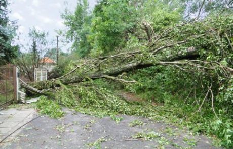 Drevesa padala na avtomobile, enega ujelo kar med vožnjo