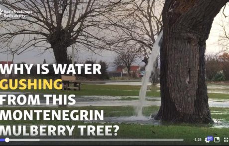 Zaradi redkega fenomena drevo v Črni gori postalo viralni hit (video)