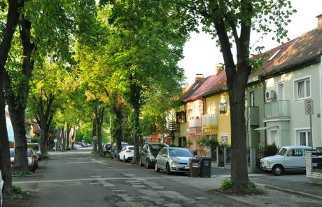 Na cesti Zmage nameravajo podreti celoten drevored, krajani ogorčeni