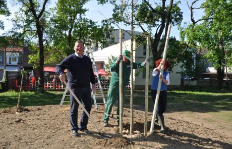 V mestnem parku nadomestili 220 let stara hrasta