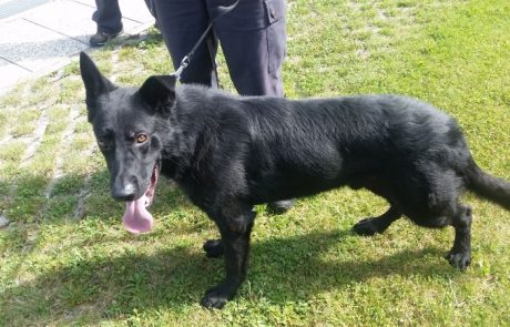 FOTO: Policijska psa Eros in Ferdel iščeta nov dom