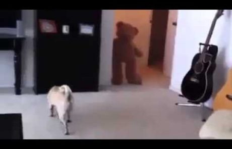 VIDEO: To se zgodi, če si neumen in nagajaš svojemu psu