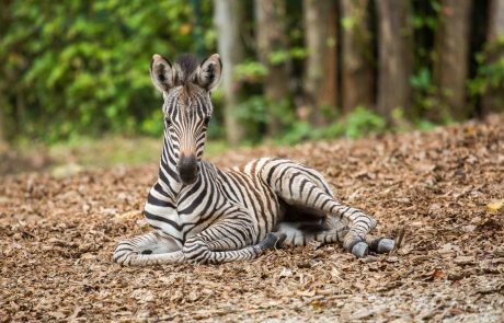Napovedujemo družinsko rajanje: To soboto boste lahko v živalskem vrtu praznovali rojstni dan zebre Črtice