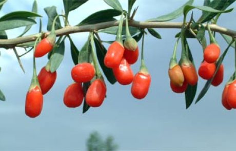 Čudežni sadež: goji jagode