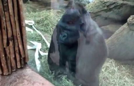 Gorila je deklici pokazala nekaj grdega (video)