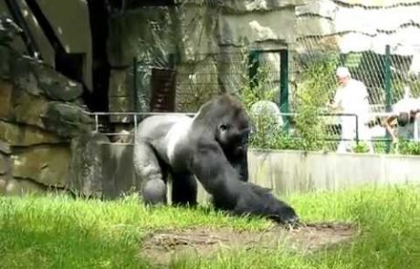 VIDEO: Najbolj smešna gorila na svetu