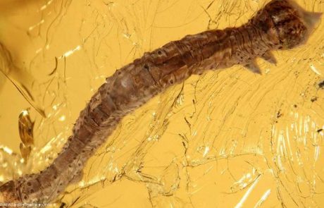 Znanstveniki odkrili 44 milijonov let star fosil gosenice