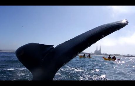 Gromozanski kit jo je skoraj zadel s plavutjo (video)
