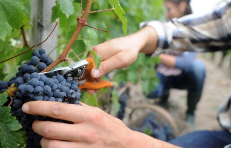 Prodajate ali kupujete grozdje? Inšpektorji bodo prežali na vas