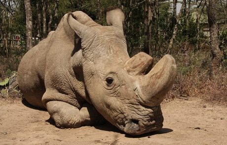 Poginil zadnji samec severnega belega nosoroga
