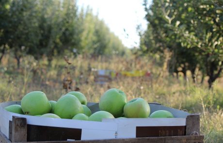 V Mariboru manj potreb po sezonskih delavcih, ti nezadovoljni s plačilom