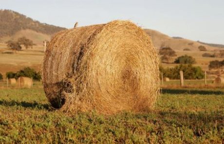 Še ena nasmiselna smrtna žrtev, tokrat je bila kriva bala sena