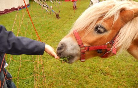 Cirkus, ki prihaja v Maribor ne bo organiziran na javni površini