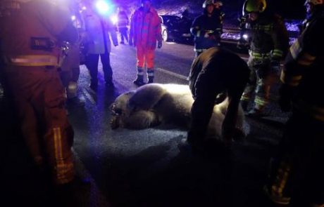 Na avtocesti treščila v 250-kilskega medveda