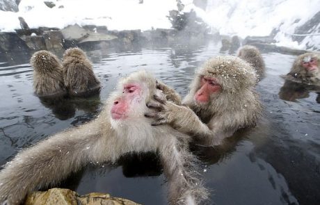 Tudi opice imajo svoje toplice
