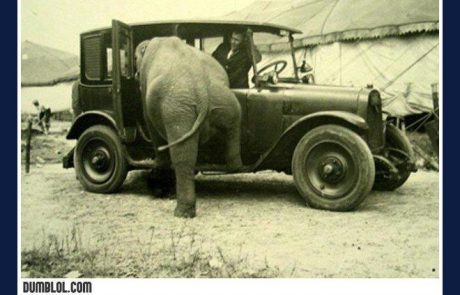 Slon v taksiju