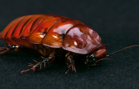 Ščurki bodo kmalu reševali človeška življenja