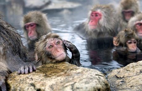 FOTO: Nenavadne opičje toplice