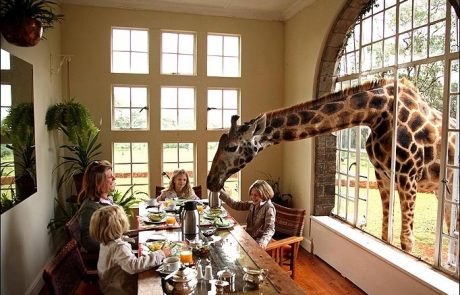 Ste za zajtrk z žirafami?