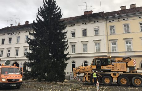 FOTO in VIDEO: Božična jelka že stoji v središču mesta