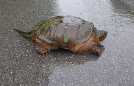 Nevarna želva v Mestnem parku