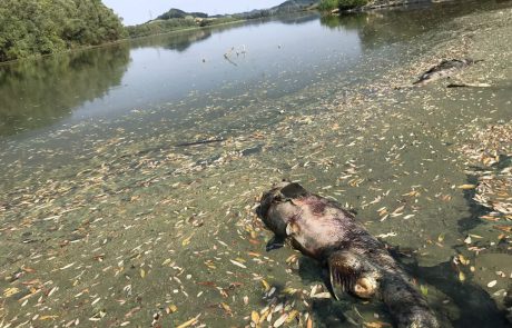 FOTO in VIDEO: Kadavri rib še vedno ujeti v Perniškem jezeru