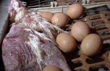 Tako živijo evropske kokoši v t.i. ‘obogatenih’ kletkah