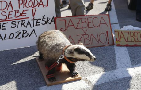 FOTO: Nagačeni jazbec se je vrnil pred Luko: “Delat, ne cmerat!”