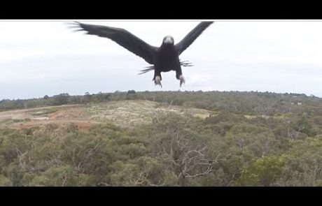 Jezna ptica sovraži drone v zraku (video)
