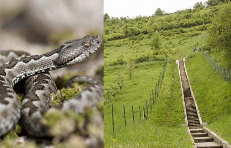 Pozor, v Mariboru na Kalvariji znova opazili kače