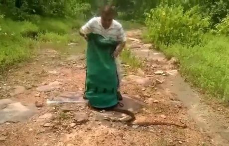 Gospod polovi kače v mestu in jih nese v gozd (video)