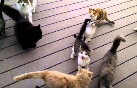 Kaj se zgodi, če hranimo sosedove mačke (video)