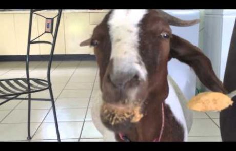 Kaj se zgodi, če kozi damo arašidovo maslo (video)