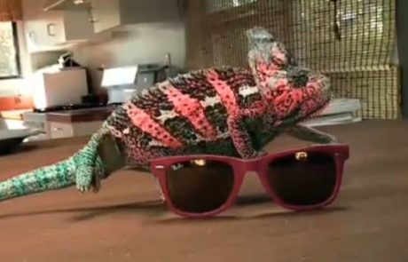 VIDEO: Kameleon menja barve glede na barvo sončnih očal!