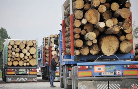 Lani odkupljenega manj lesa kot leto prej