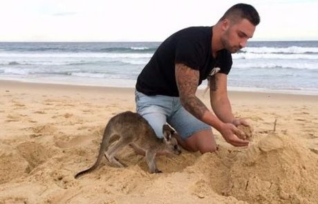 Kako bi bilo, če bi imeli kenguruja za hišnega ljubljenčka? Prav zabavno, po tem videu sodeč!