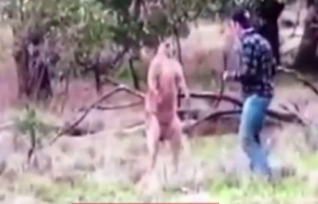 Poglejte, kako moški obračuna s kengurujem, da bi zaščitil svojega psa