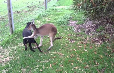 Kenguru in rotvajler sta najboljša prijatelja (video)