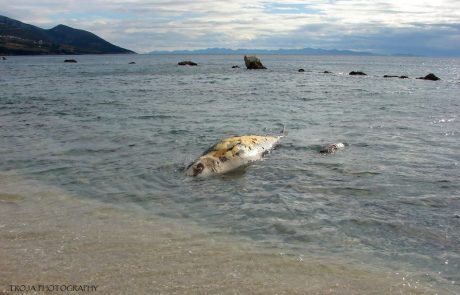 V morju ob hrvaškem Pelješcu našli truplo kita