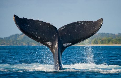 Kako bi v Portorožu zaščitili ogrožene kite?
