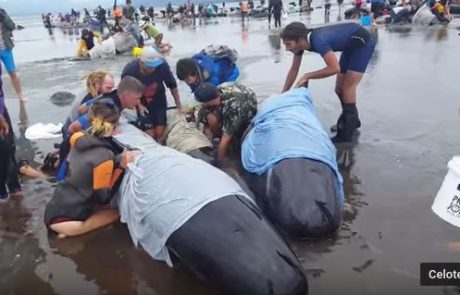 Tragedija na Novi Zelandiji: Na obali nasedlo več kot 400 kitov (video)