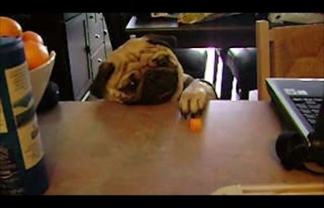 Ko živali uporabijo vse mogoče trike, samo da bi prišle do hrane (video)