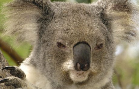 Jezna koala podi žensko na štirikolesniku (video)