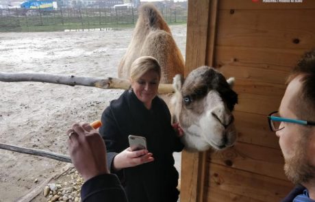 Katera je bolj fotogenična: Kolinda je posnela selfi s kamelo